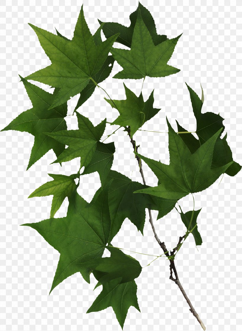 Maple Leaf Ceratocystis Fagacearum Clip Art, PNG, 1678x2294px, Leaf, Branch, Ceratocystis Fagacearum, Ivy, Maple Leaf Download Free