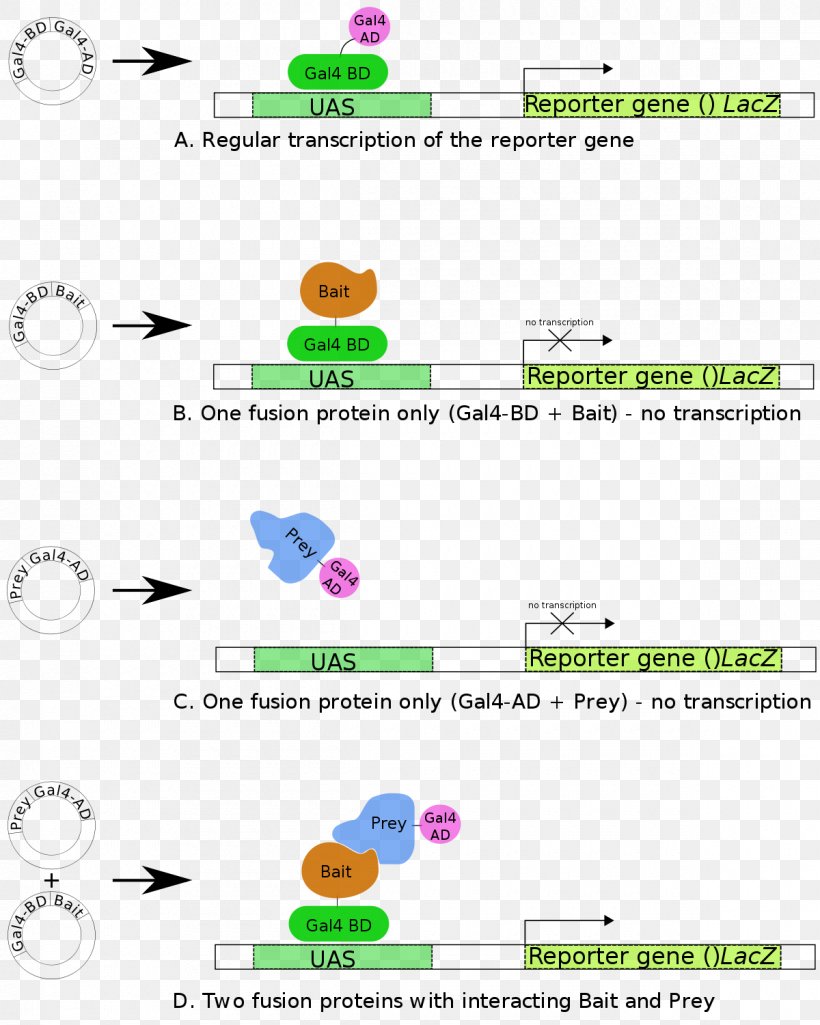 Two-hybrid Screening Beta-galactosidase Reporter Gene Transcription Factor Protein, PNG, 1200x1500px, Twohybrid Screening, Activator, Area, Assay, Betagalactosidase Download Free