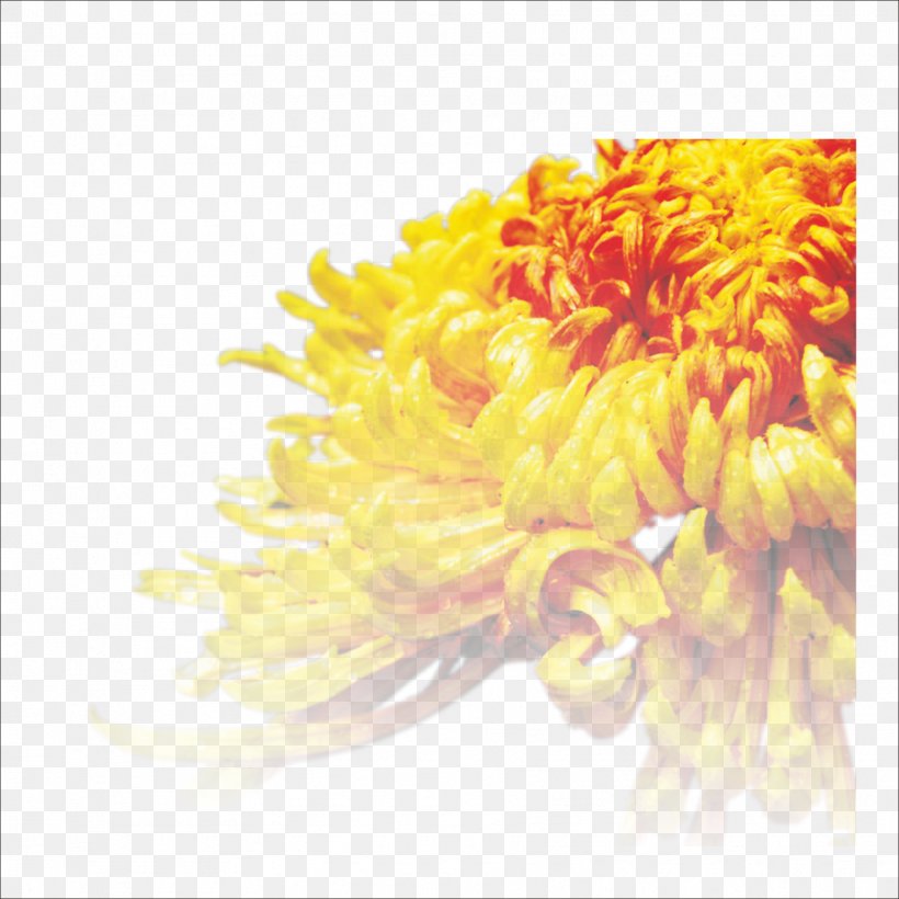 Chrysanthemum Tea Cut Flowers Transvaal Daisy, PNG, 1773x1773px, Chrysanthemum, Chrysanthemum Tea, Chrysanths, Cut Flowers, Dahlia Download Free