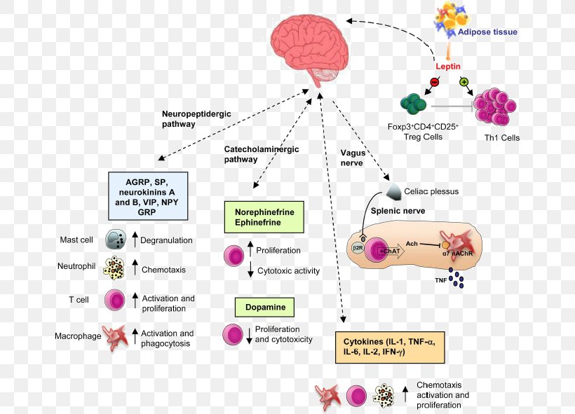 Immune System Nervous System Endocrine System Immunity Anatomy, PNG, 663x591px, Watercolor, Cartoon, Flower, Frame, Heart Download Free