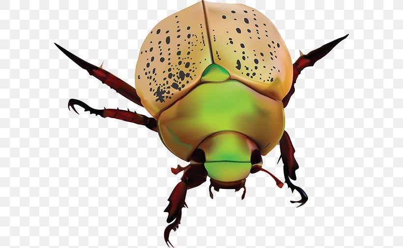 Scarabs Dung Beetle Polyphaga Christmas Beetle Weevil, PNG, 600x504px, Scarabs, Arthropod, Beetle, Calosoma, Cetoniidae Download Free