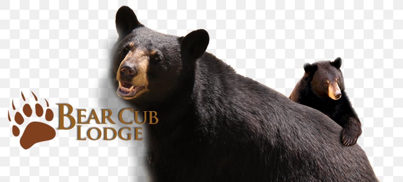 Elk Springs- Bear Club Lodge American Black Bear Accommodation Resort Family, PNG, 789x372px, American Black Bear, Accommodation, Animal, Bear, Carnivoran Download Free