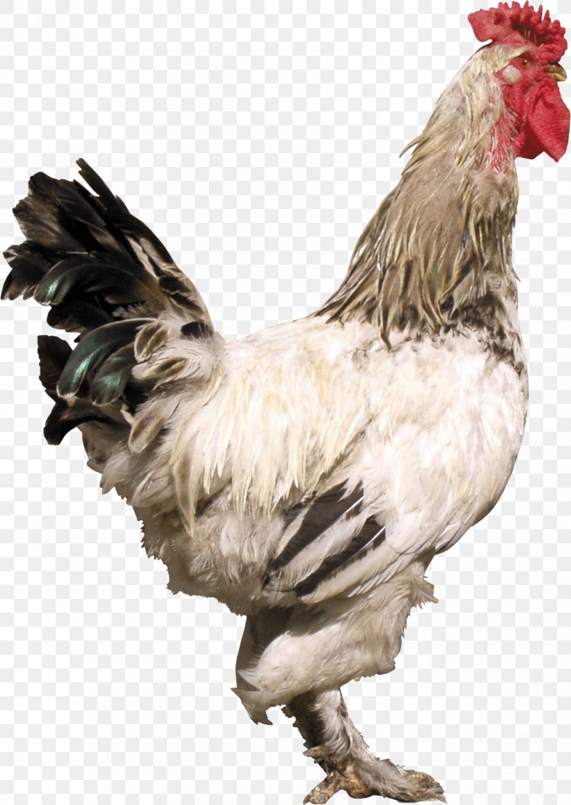Rooster Chicken Image Bird Joke, PNG, 1783x2515px, Rooster, Beak, Bird, Chicken, Comb Download Free