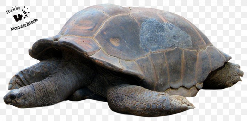 Turtle Reptile Tortoise, PNG, 1277x625px, Turtle, Animal, Computer Graphics, Deviantart, Emydidae Download Free