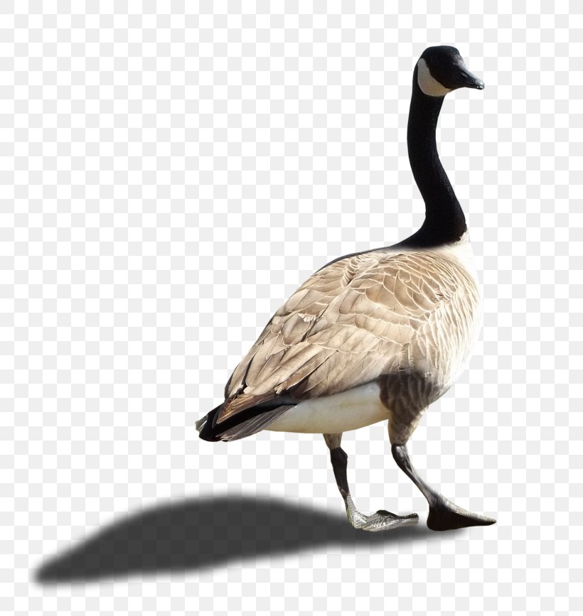 Canada Goose, PNG, 800x867px, Canada, Animal, Beak, Bird, Canada Goose Download Free