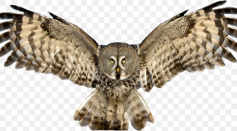 Great Horned Owl Bird Great Grey Owl Tawny Owl, PNG, 1038x576px, Owl, Alpha Compositing, Barred Owl, Beak, Bird Download Free