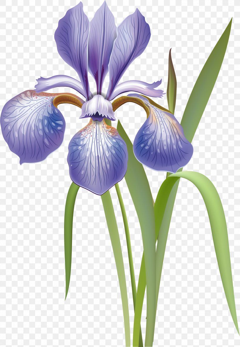 Iris Versicolor Flower Orris Root, PNG, 2764x4000px, Iris Versicolor, Drawing, Flower, Flowering Plant, Highdynamicrange Imaging Download Free