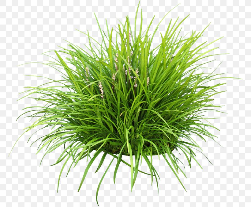 Lily Turf Groundcover Garden Liriope Spicata Grape Hyacinth, PNG, 768x675px, Lily Turf, Chrysopogon Zizanioides, Commodity, Dill, Dill Sauce Download Free