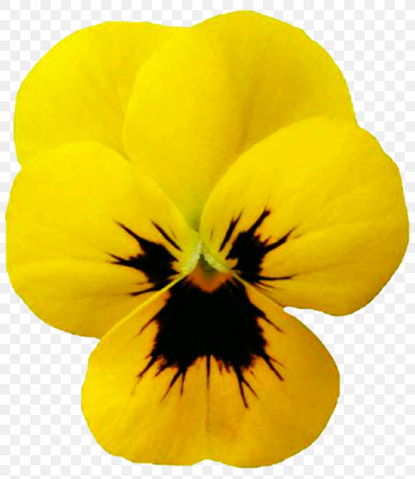Pansy Yellow Viola Cornuta Blue Purple, PNG, 832x961px, Pansy, Black, Blue, Candy Apple Red, Color Download Free