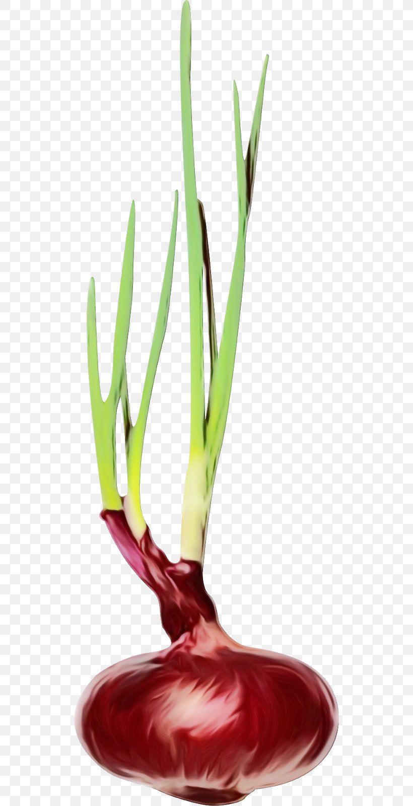 Vegetable Plant Flower Leek Flowering Plant, PNG, 526x1600px, Watercolor, Allium, Amaryllis Family, Chives, Flower Download Free