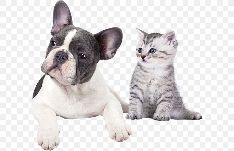 Cat Dog Veterinarian Pet Clinique Vétérinaire, PNG, 600x530px, Cat, Arizona, Bulldog, Carnivoran, Cat Like Mammal Download Free