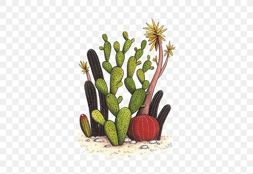 Drawing Watercolor Painting Succulent Plant Cactus Illustration, PNG, 564x564px, Drawing, Art, Botany, Cactus, Caryophyllales Download Free