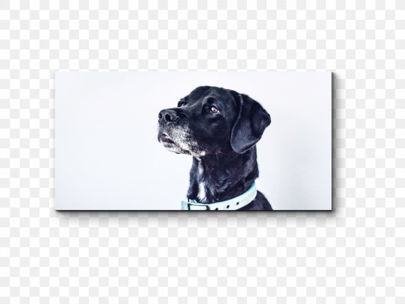 Pet Dog Grooming Shiba Inu Puppy Dog Collar, PNG, 1400x1050px, Pet, Animal, Blue Cross, Cane Corso, Collar Download Free