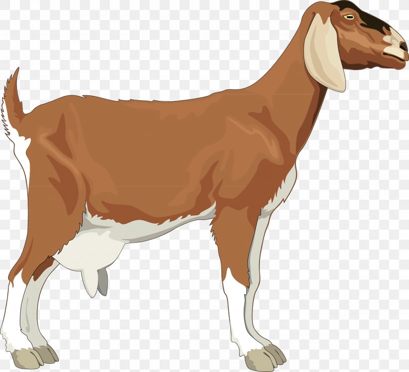 Boer Goat Black Bengal Goat Clip Art, PNG, 1280x1164px, Boer Goat, Black Bengal Goat, Cattle Like Mammal, Cow Goat Family, Fauna Download Free