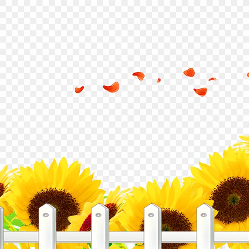 Common Sunflower Wallpaper, PNG, 1000x1000px, Common Sunflower, Animation, Daisy, Daisy Family, Fence Download Free