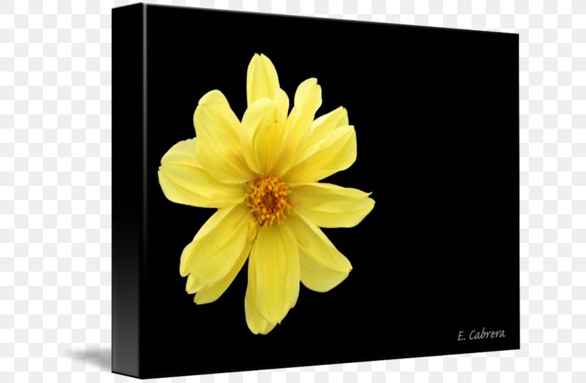 Dahlia, PNG, 650x536px, Dahlia, Daisy Family, Flower, Flowering Plant, Petal Download Free