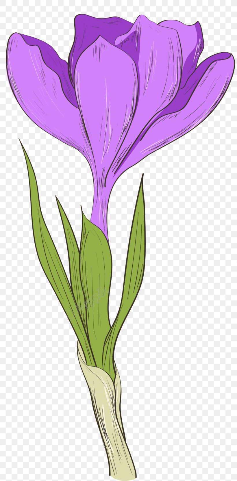 Flower Purple Petal Image Violet, PNG, 1024x2080px, Flower, Color, Crocus, Cut Flowers, Flowering Plant Download Free