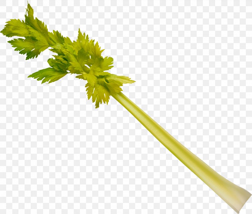 Leaf Celery Stock Photography Vegetable Plant Stem Celeriac, PNG, 3155x2681px, Leaf Celery, Celeriac, Celery, Food, Fotosearch Download Free
