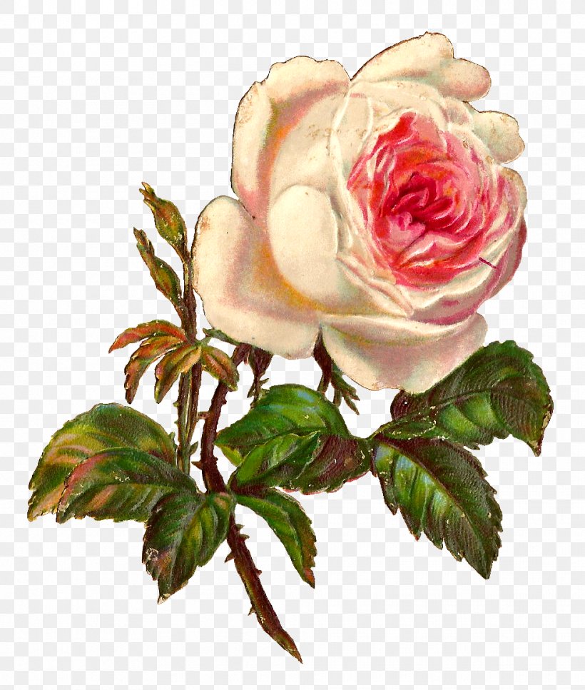 Rose Vintage Clothing Botanical Illustration Clip Art, PNG, 985x1162px, Rose, Antique, Botanical Illustration, Cut Flowers, Digital Image Download Free