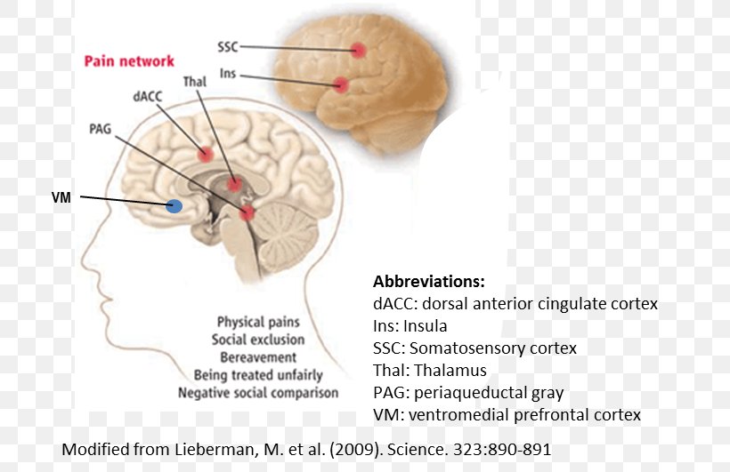 Brain Anterior Cingulate Cortex Cingulate Gyrus Cerebral Cortex Ventral Tegmental Area, PNG, 733x531px, Watercolor, Cartoon, Flower, Frame, Heart Download Free