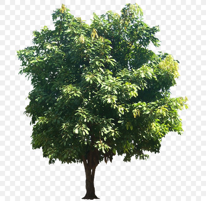 Ficus Virens Populus Alba Quercus Suber Banyan Plant, PNG, 699x800px, Ficus Virens, Banyan, Branch, Cottonwood, Evergreen Download Free