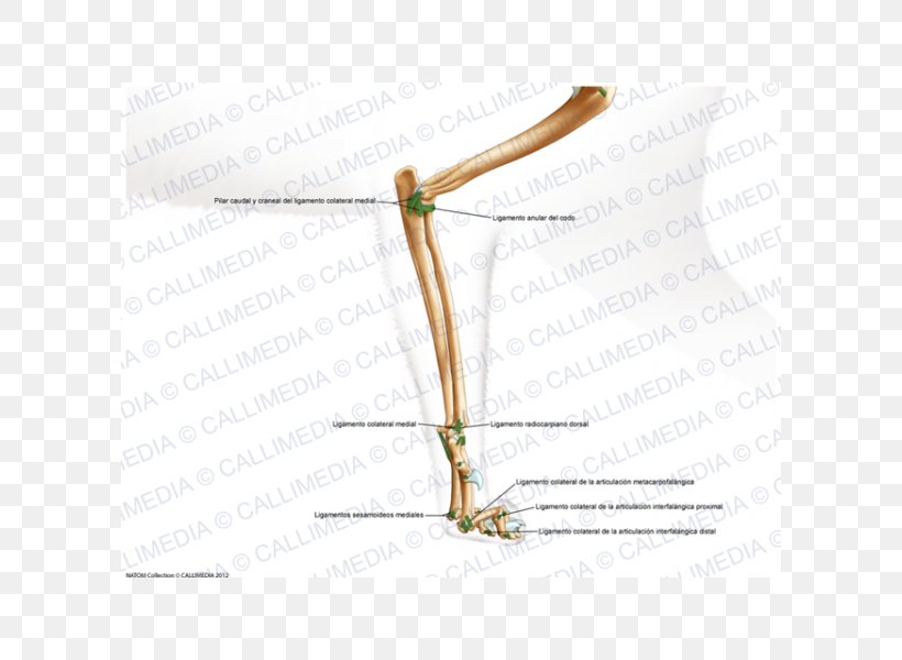 Forearm Elbow Ligament Hand, PNG, 600x600px, Watercolor, Cartoon, Flower, Frame, Heart Download Free