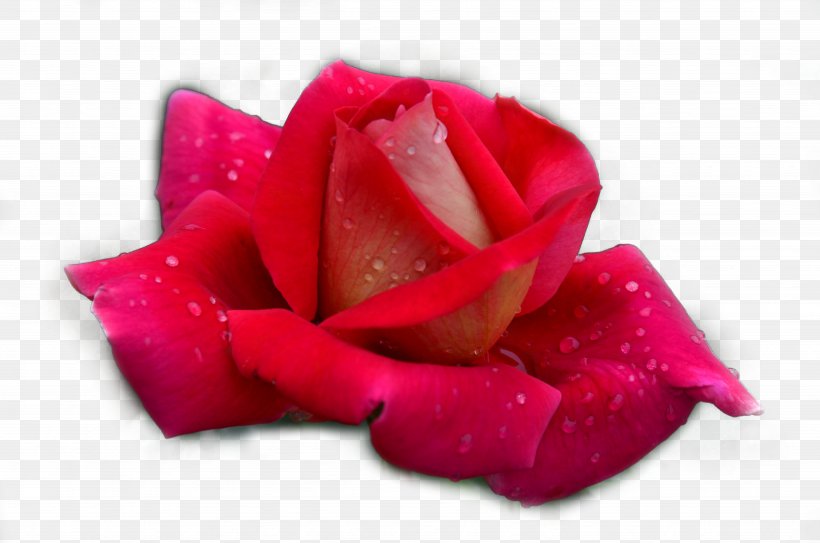 Garden Roses Beach Rose Rosa Chinensis, PNG, 4928x3264px, Garden Roses, Beach Rose, Close Up, Designer, Flower Download Free