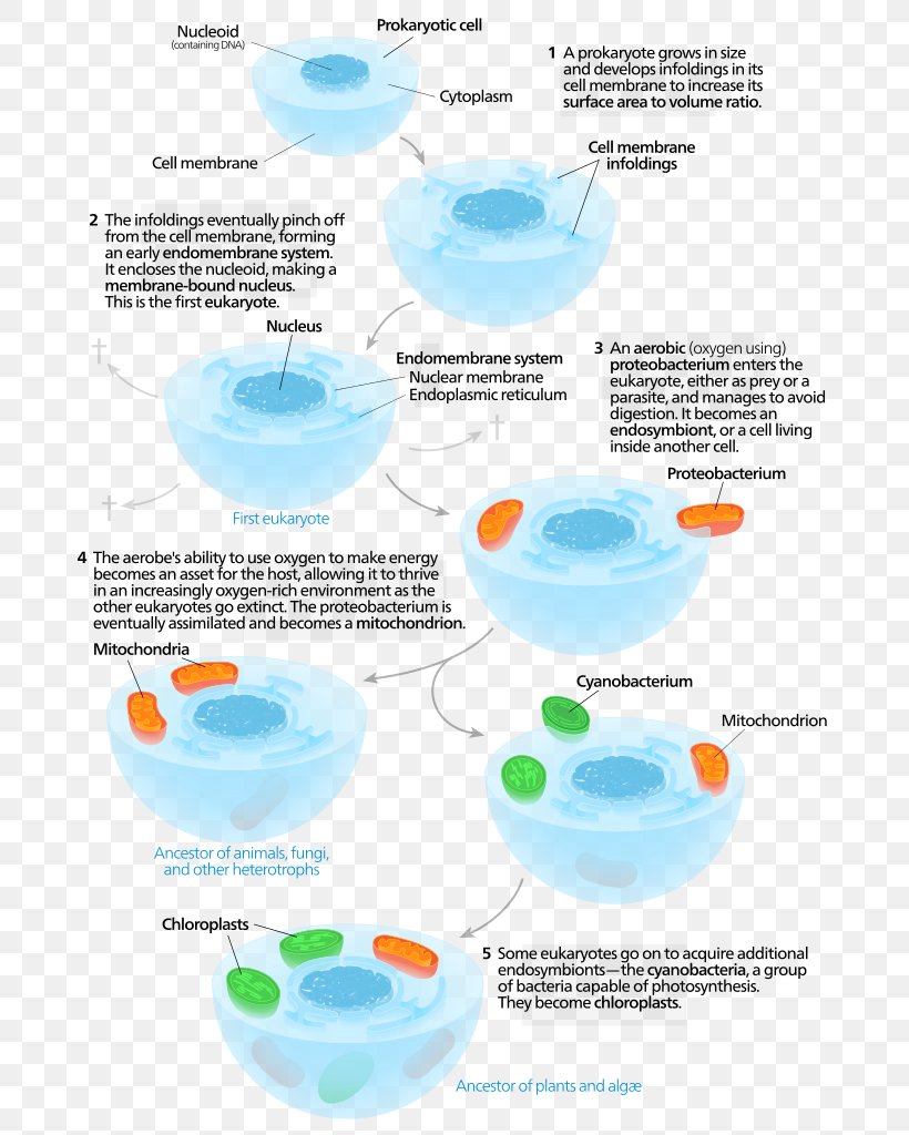 Symbiogenesis Endosymbiont Chloroplast Eukaryote Cell, PNG, 709x1024px, Symbiogenesis, Bluegreen Bacteria, Cell, Chloroplast, Diagram Download Free