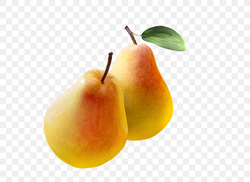 Bosc Pear Williams Pear Asian Pear Crisp Clapps Favourite, PNG, 554x597px, Bosc Pear, Apple, Asian Pear, Clapps Favourite, Crisp Download Free