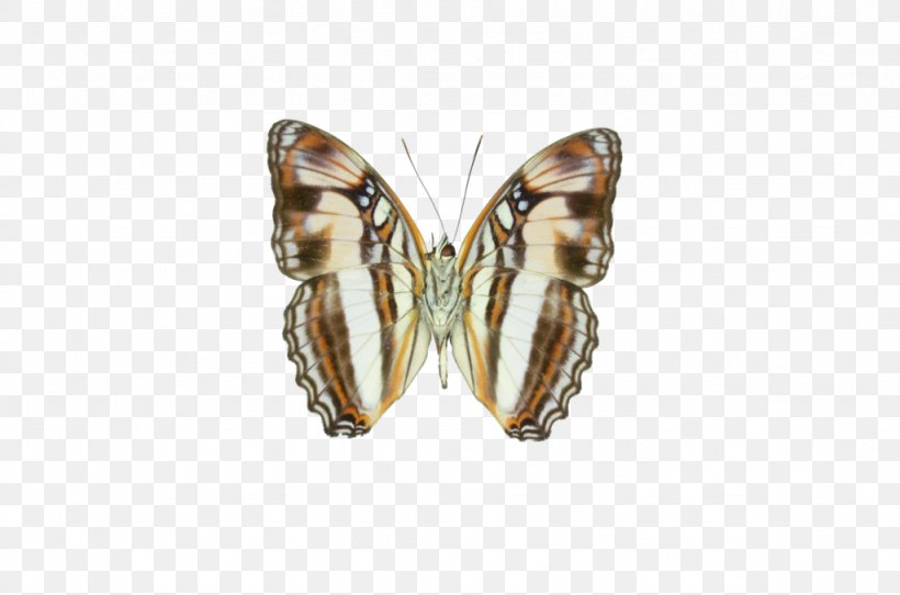 Earring Moth, PNG, 1024x678px, Earring, Arthropod, Butterfly, Earrings, Insect Download Free