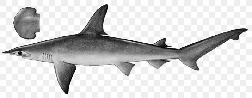 Tiger Shark Scalloped Bonnethead Isurus Oxyrinchus, PNG, 950x371px, Tiger Shark, Animal Figure, Atlantic Sharpnose Shark, Black And White, Bonnethead Download Free