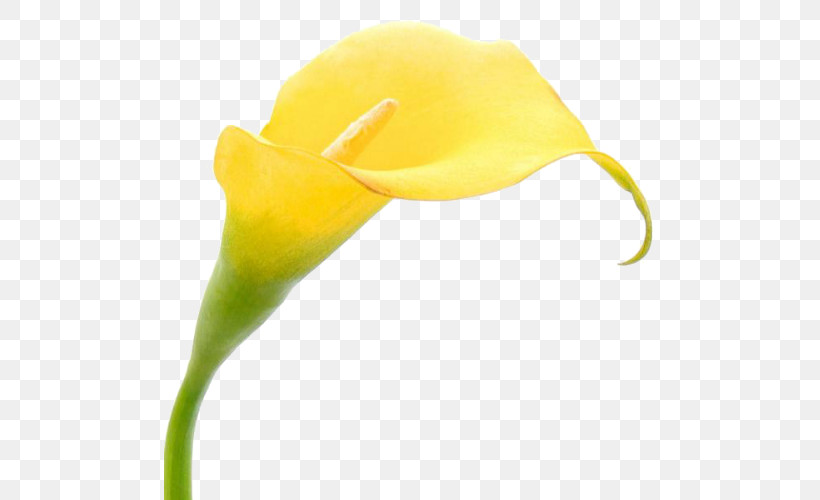 Yellow Arum Flower Plant Headgear, PNG, 500x500px, Yellow, Alismatales, Anthurium, Arum, Arum Family Download Free