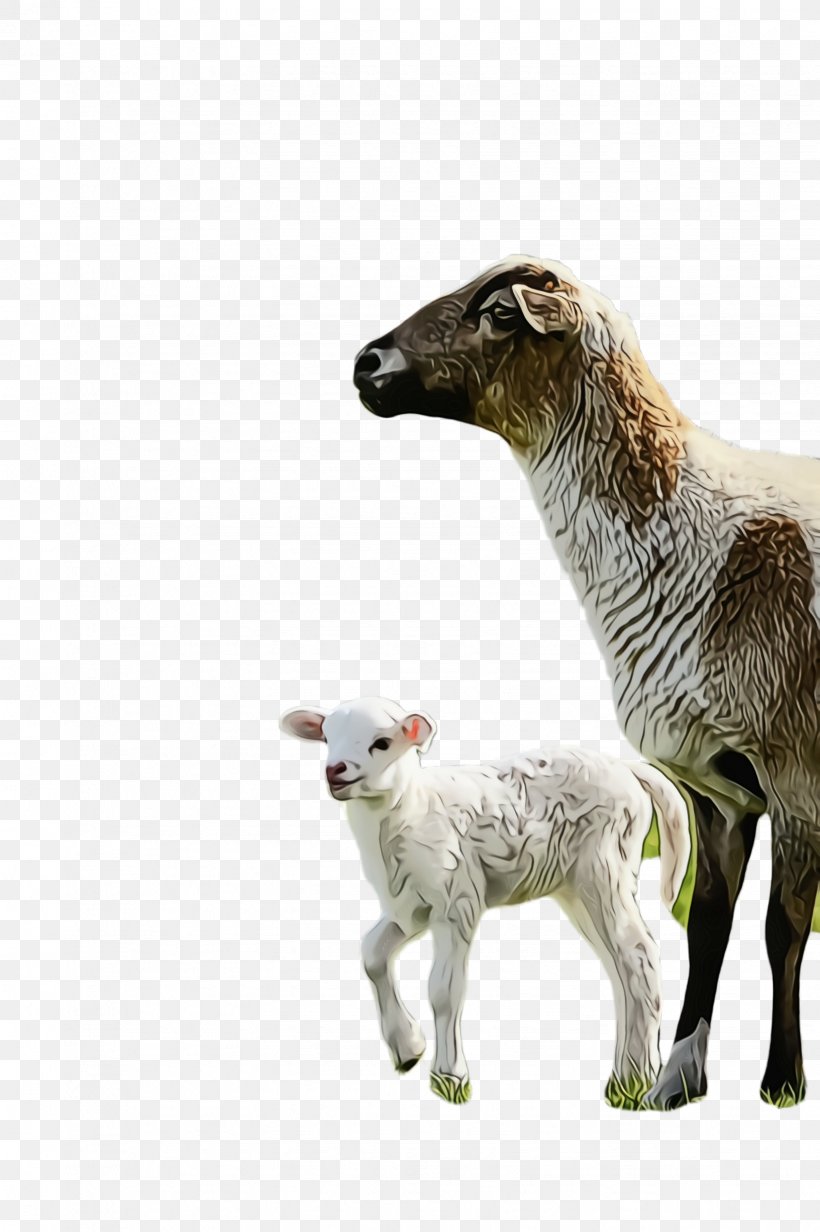 Cartoon Eid Ul Adha, PNG, 1632x2452px, Sheep, Alpaca, Animal Figure, Breed, Cartoon Download Free