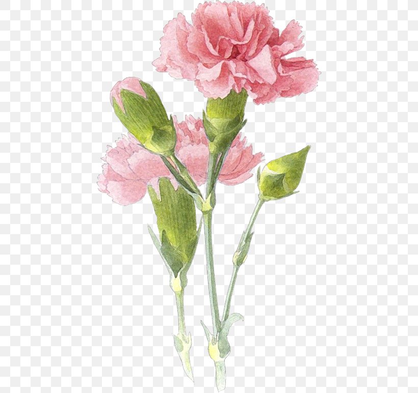 Carnation Watercolor Painting Drawing Art, PNG, 442x772px, Carnation, Art, Artificial Flower, Artist, Birth Flower Download Free
