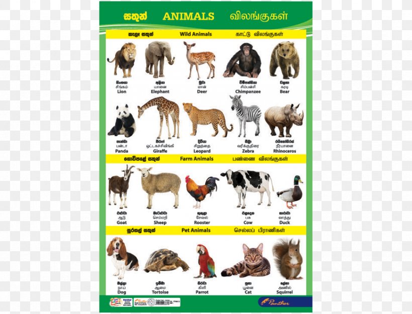 Dog Sri Lanka Cat Animal Chart, PNG, 870x664px, Dog, Animal, Animal Figure, Animalassisted Therapy, Breed Download Free