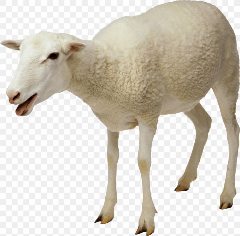 Jacob Sheep Goat Cattle Clip Art, PNG, 1024x1008px, Jacob Sheep, Cattle, Cattle Like Mammal, Cow Goat Family, Fauna Download Free