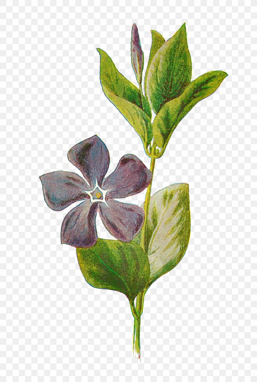 Vinca Minor Vinca Major Botany Botanical Illustration, PNG, 1076x1600px, Vinca Minor, Botanical Illustration, Botany, Branch, Catharanthus Roseus Download Free