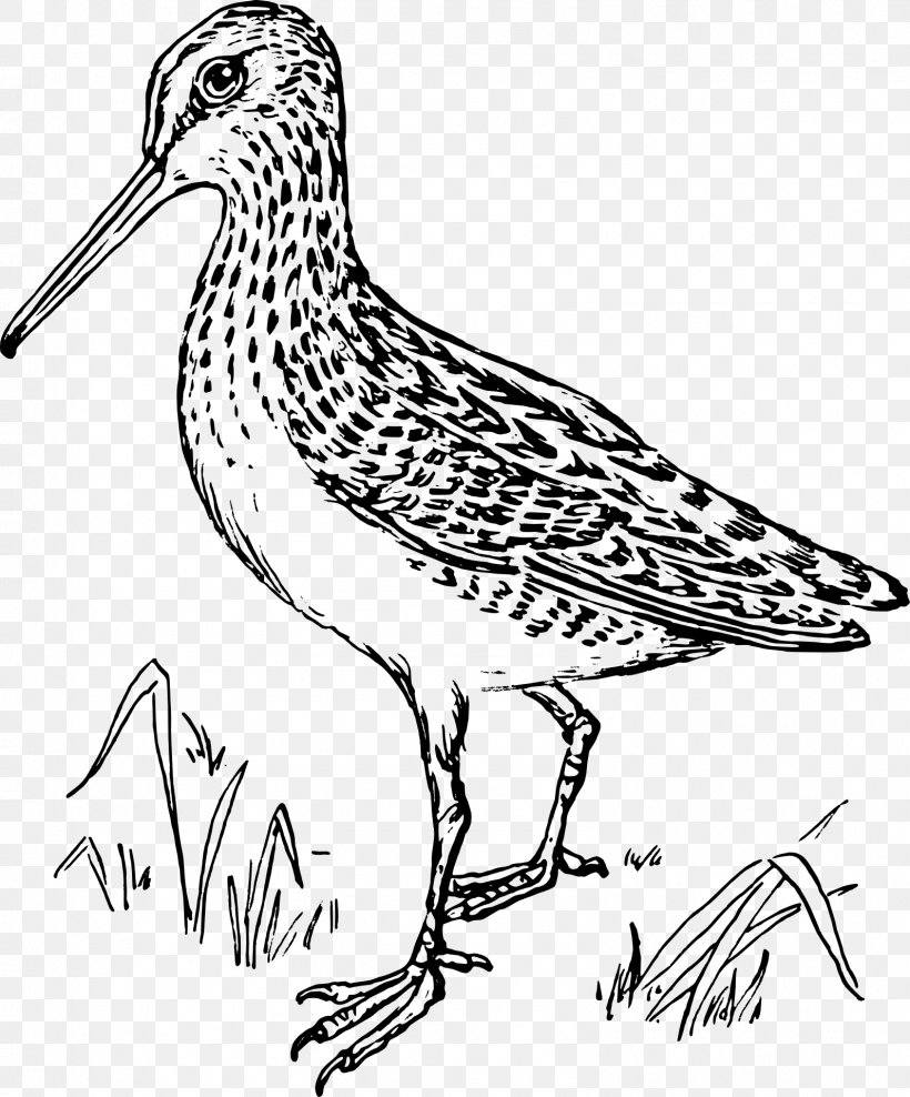 Bird Line Drawing, PNG, 1592x1920px, Snipe, Beak, Bird, Calidrid, Coloring Book Download Free