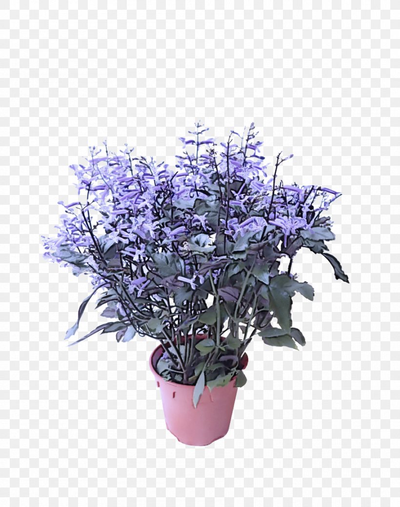 Lavender, PNG, 910x1155px, Flower, Bouquet, Flowering Plant, Flowerpot, Houseplant Download Free