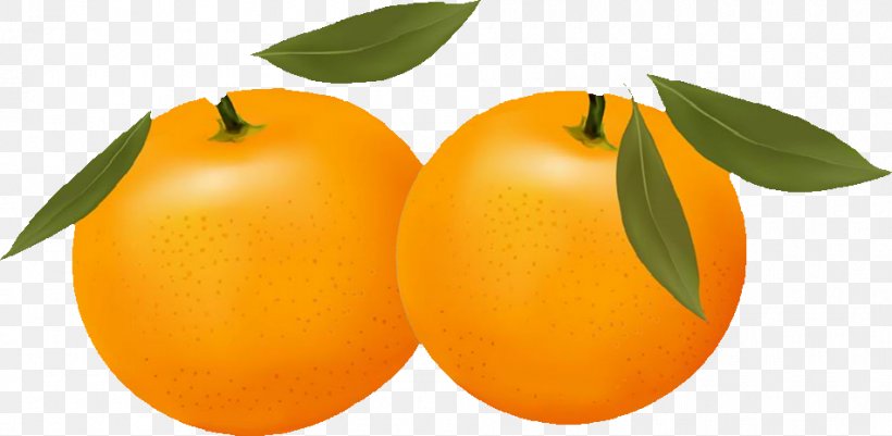 Orange Free Content Citrus Xc3u2014 Sinensis Clip Art, PNG, 950x465px, Orange, Apple, Apricot, Bitter Orange, Blog Download Free