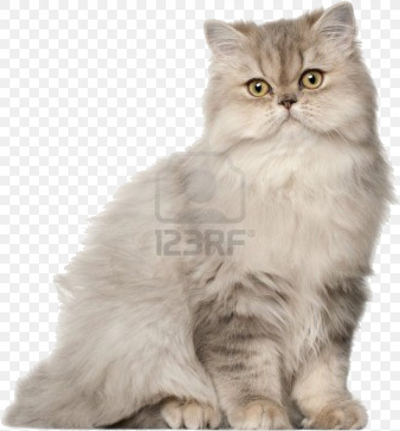 Persian Cat British Shorthair Bengal Cat Siberian Cat Birman, PNG, 1014x1092px, Persian Cat, Asian Semi Longhair, Bengal Cat, Birman, Breed Download Free
