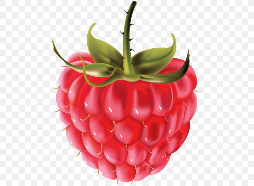 Raspberry Clip Art, PNG, 495x600px, Raspberry, Accessory Fruit, Bell Peppers And Chili Peppers, Berry, Food Download Free