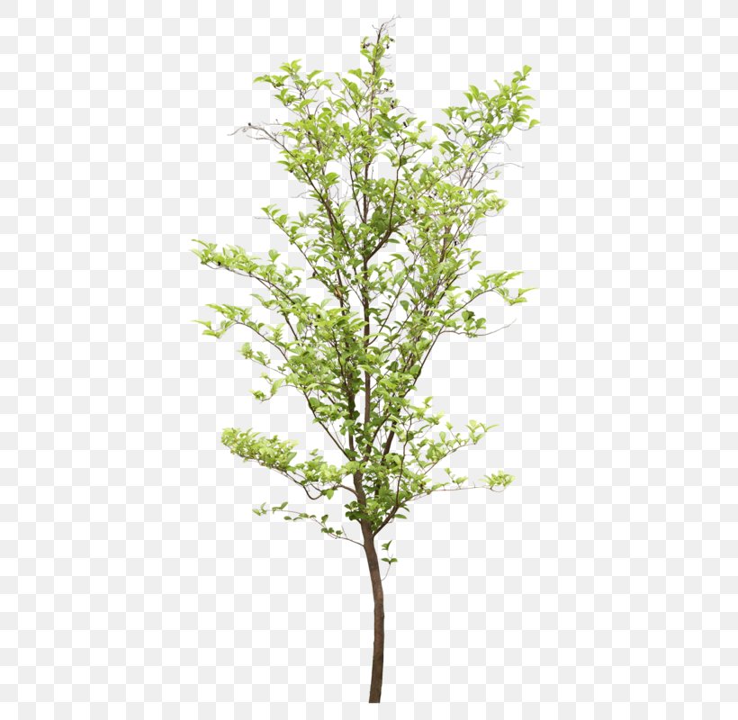 Tree Structure, PNG, 422x800px, Tree, Acer Oliverianum Var Nakaharai, Adobe Photoshop Elements, Branch, Herb Download Free