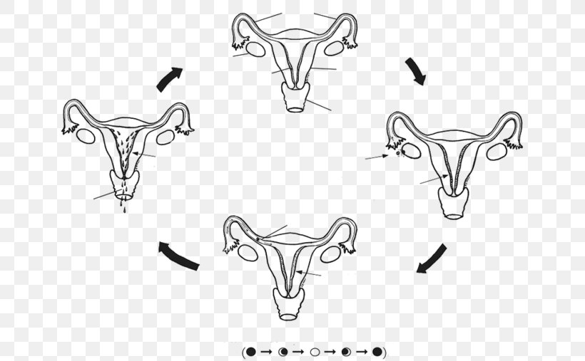 Woman Menstrual Cycle Cattle Menstruation Reproduction, PNG, 655x507px, Woman, Auto Part, Black, Black And White, Blood Download Free