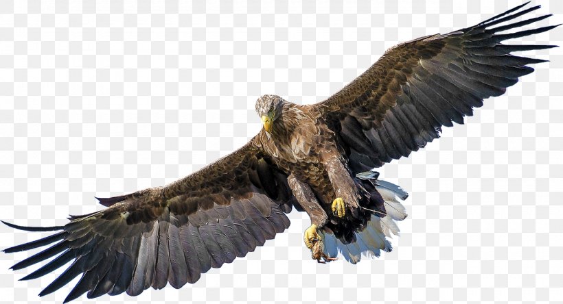 Bald Eagle Bird Of Prey White-tailed Eagle, PNG, 1280x694px, Bald Eagle, Accipitriformes, Beak, Bird, Bird Of Prey Download Free