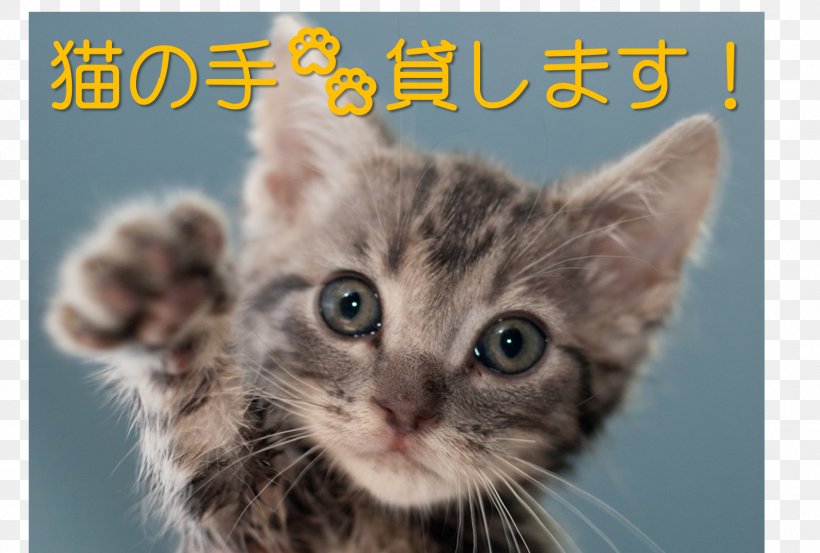 Cat Food Dog ガールズちゃんねる Pet, PNG, 1597x1078px, Cat, Aikatsu, American Shorthair, American Wirehair, Asian Download Free