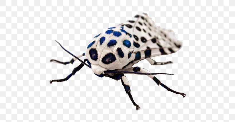 Giant Leopard Moth Insect Arctiidae, PNG, 640x427px, Giant Leopard Moth, Animal, Arctiidae, Arthropod, Beetle Download Free