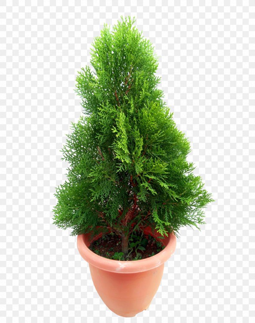 Green Grass Background, PNG, 910x1155px, Spruce, American Larch, Arborvitae, Conifers, Cypress Family Download Free
