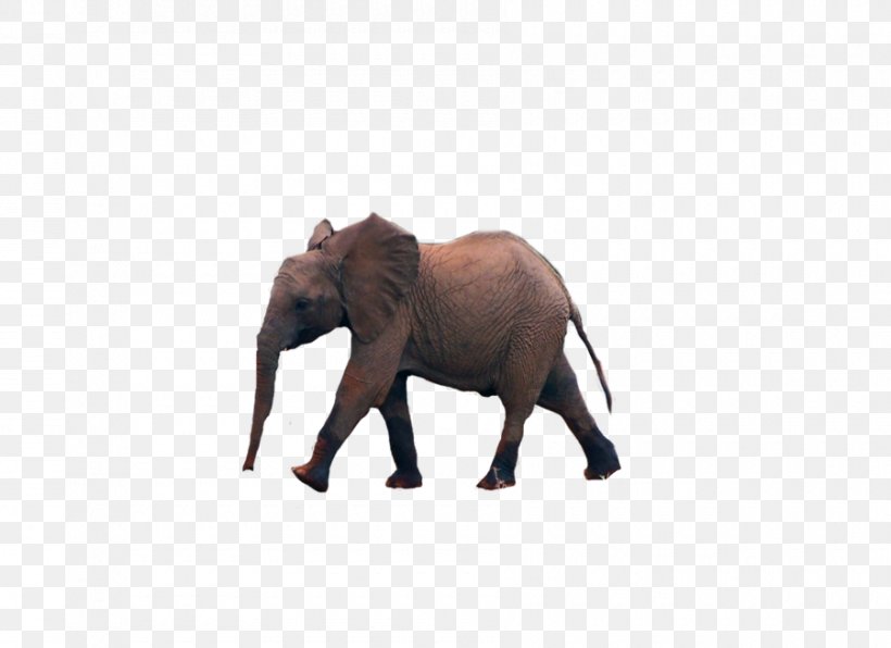 African Elephant Indian Elephant Animal Tusk, PNG, 900x655px, African Elephant, Animal, Animal Figure, Asian Elephant, Deviantart Download Free