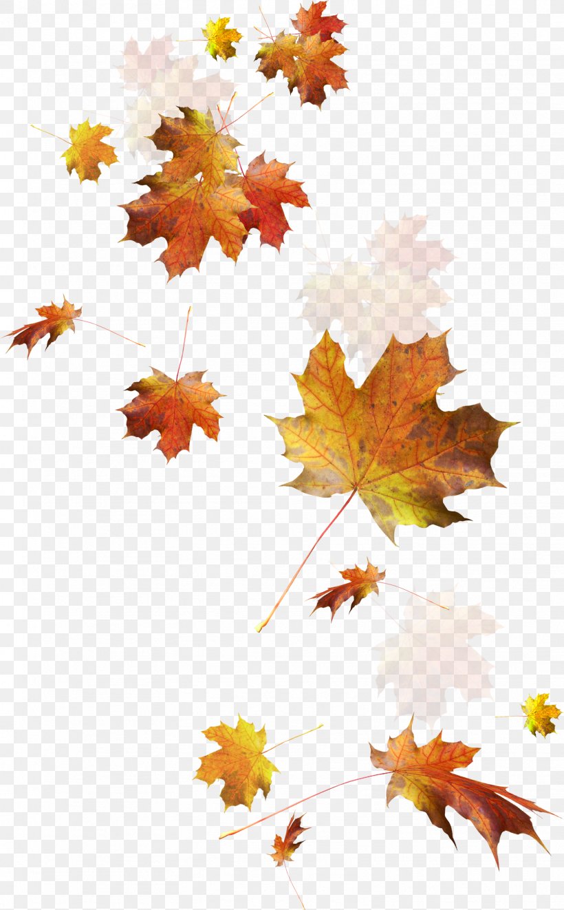 Autumn Leaves Autumn Leaf Color, PNG, 1611x2598px, Autumn Leaf Color, Autumn, Capricia, Color, Flowering Plant Download Free